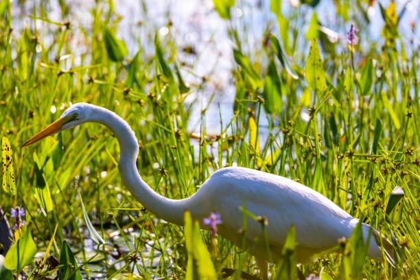 istock Great white egret in the green grass at the lake 1438079439