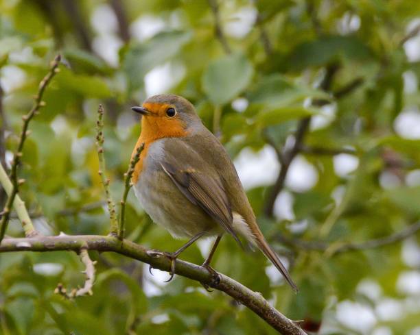istock Closeup shot of a perched European Robin bird 1438079643