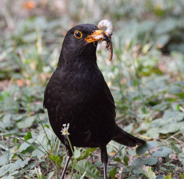 istock Closeup shot of a Common Blackbird 1438079678
