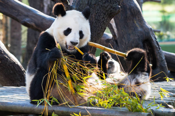 istock Beautiful shot of a panda eating bamboo 1438079782