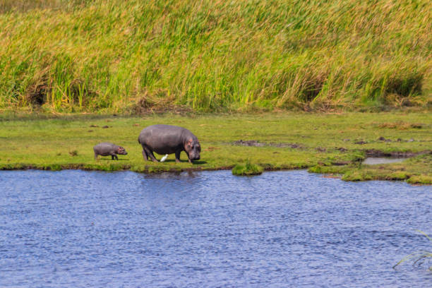 mère et bébé hippopotame (hippopotamus amphibius) marchant sur une rive du lac dans le parc national du cratère du ngorongoro, en tanzanie - lake volcano volcanic crater riverbank photos et images de collection