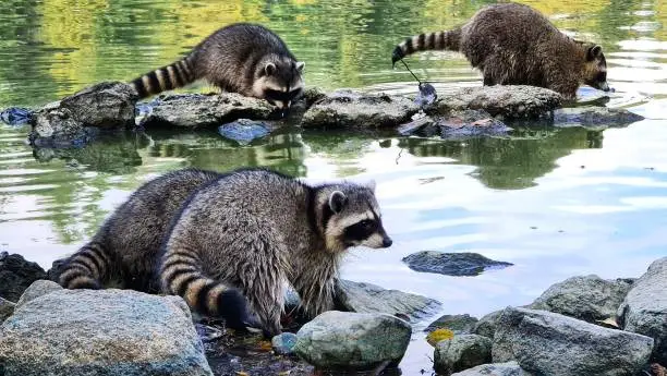 A group of raccoons on the rocks in the water