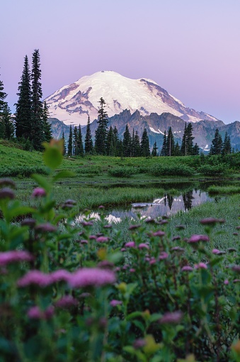 The purple flowers and lush green vegetation of Mount Rainier National Park during sunset