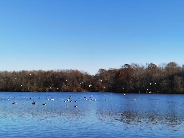 istock Long exposure shot of birds perching on a river with trees surrounded 1438082241