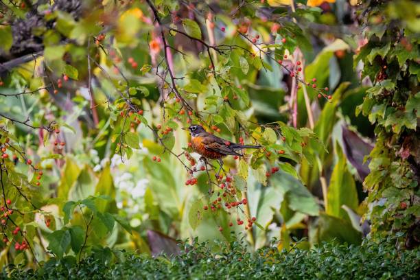 istock Closeup of a little American robin (Turdus migratorius) on a tree branch 1438082255