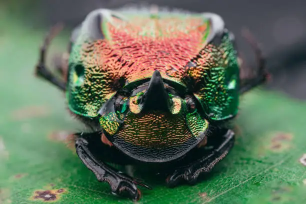 A selective focus shot of a rainbow scarab beetle