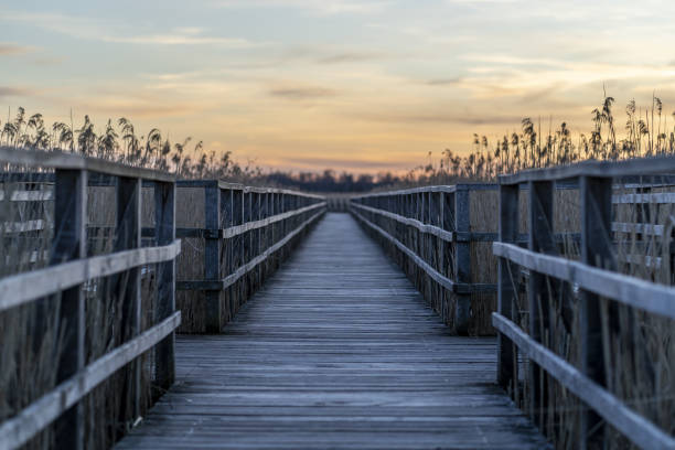 istock Long wooden pier surrounded by grass during the sunset 1438082636