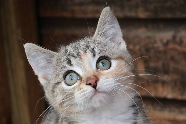 istock Selective focus closeup shot of a kitten 1438082750