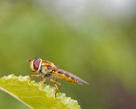 Close-up of a hover fly on a leaf. A common plant pollinator.