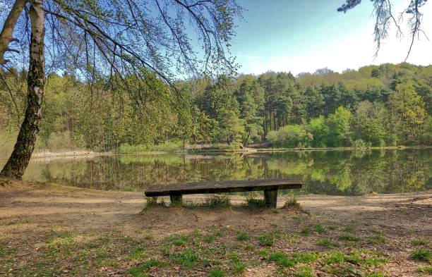 istock Bench on the lake in the forest 1438083130