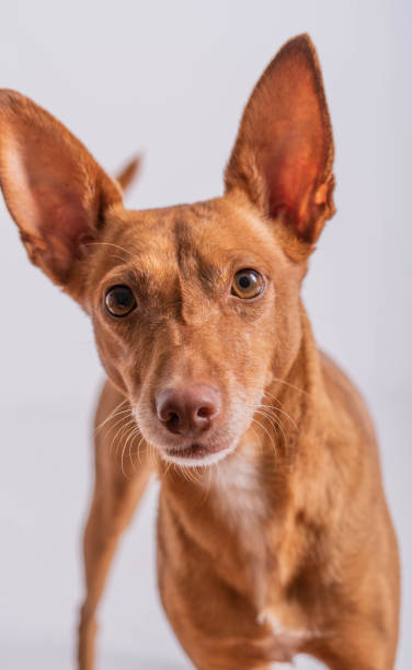istock Vertical shot of a Cirneco del Etna dog 1438083185