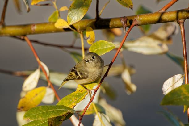 Ruby-crowned kinglet perching on tree branch A ruby-crowned kinglet perching on tree branch regulidae stock pictures, royalty-free photos & images