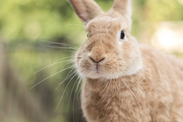 istock Selective focus shot of a domestic rabbit on a bright summer morning 1438083372