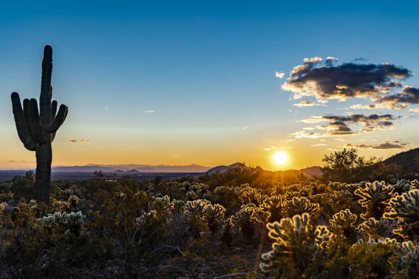 istock The setting sun lights up the cholla cactus 1438083544