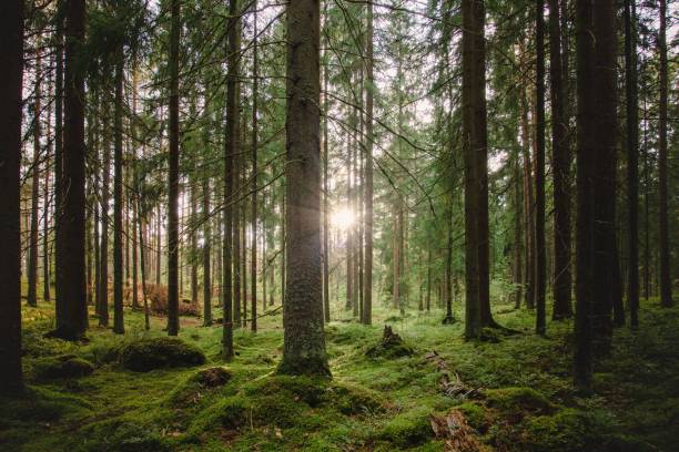 istock Low-angle view of a beautiful forest on a sunny day 1438083786