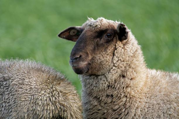 istock Closeup shot of a white sheep 1438083875