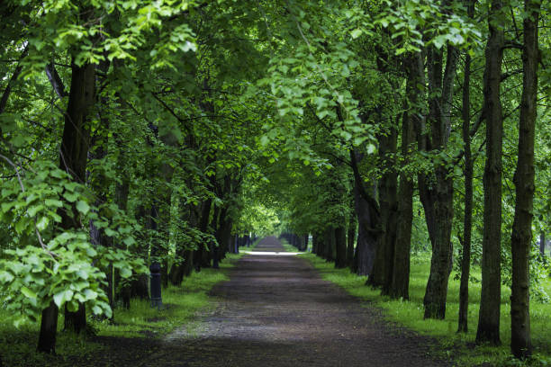 istock Closeup shot of a forest path 1438083926
