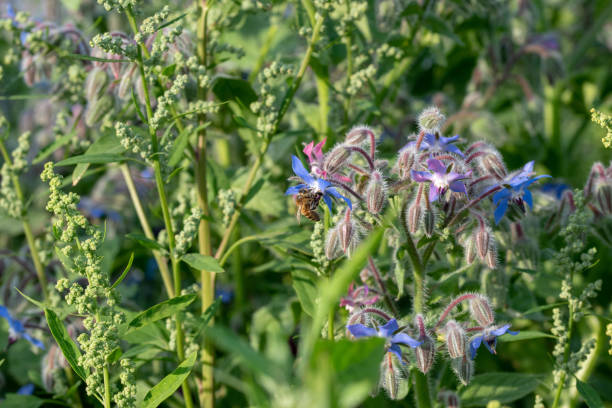 istock Selective focus shot of a bee collecting nectar from a flowering plant called Borage 1438084108