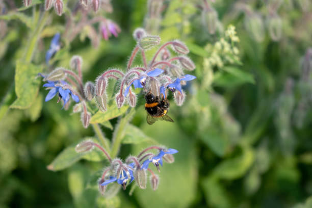 A selective focus shot of a bee on a beautiful borage flower