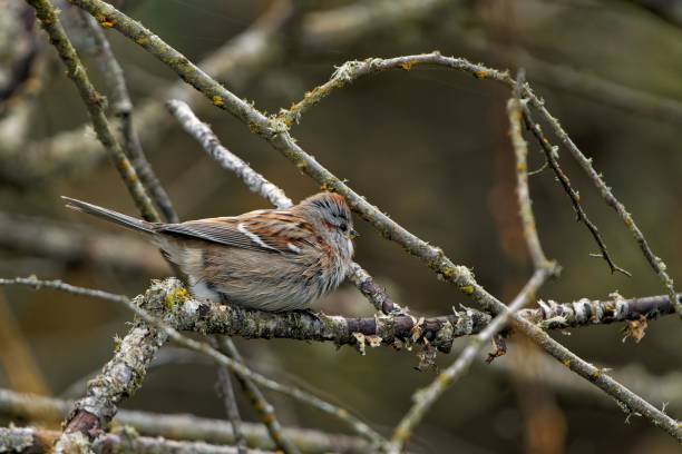 istock Beautiful American tree sparrow (Spizelloides arborea) sitting on a branch on blurred background 1438084126