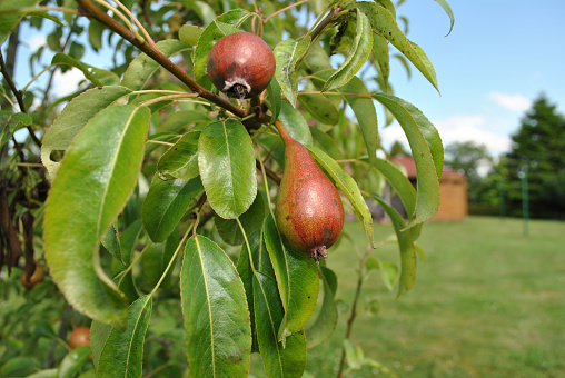 A selective focus closeup shot of the fruits from the tree called Red Anjou Pear