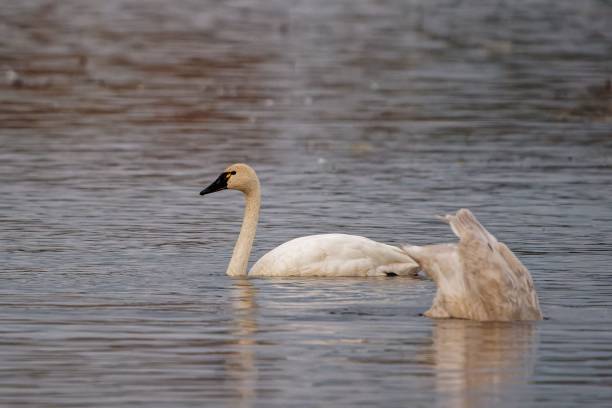 istock White swans floating on a calm pond 1438084873
