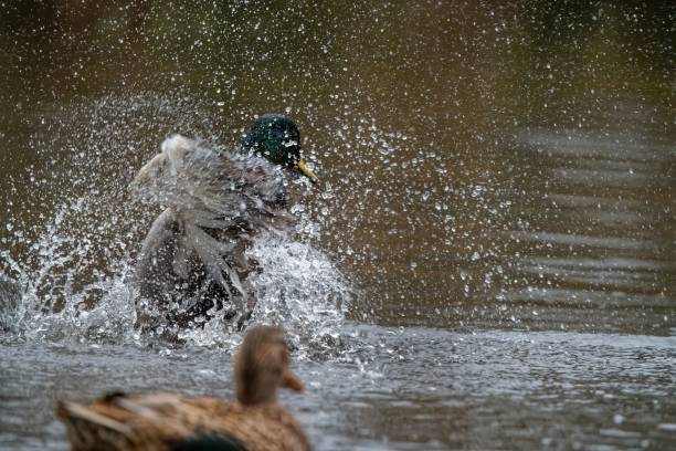 istock Mallard ducks floating on a calm pond 1438084885