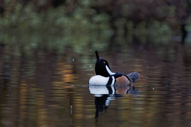 istock Hooded merganser bird floating on a calm pond 1438084894