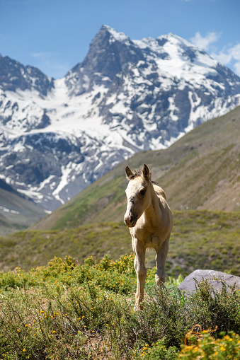 Wyoming Series: Horses Running Along Mountains in Grand Teton National Park