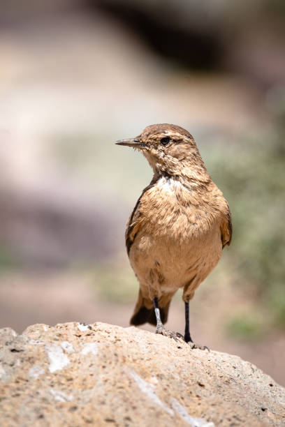 istock Beautiful Common nightingale bird on the rock 1438084901