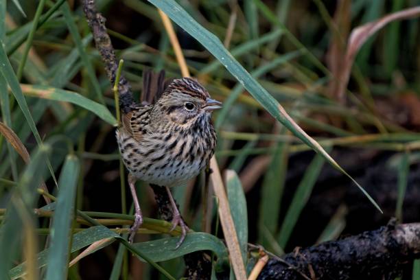 istock Beautiful Lincoln's sparrow (Melospiza lincolnii) sitting in grass 1438084999