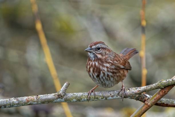 istock Beautiful Song sparrow (Melospiza melodia) sitting on  a branch on blurred background 1438085025