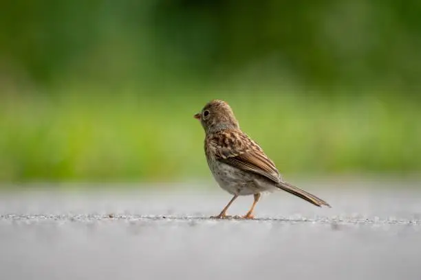 Photo of Field sparrow (Spizella pusilla) standing backward on the ground on blurred background