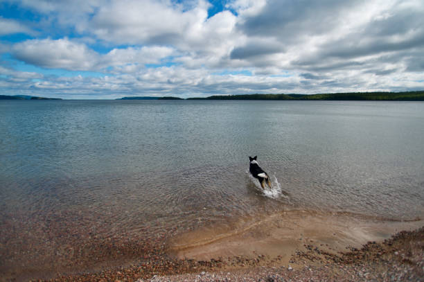 chien courant dans le lac avec un ciel nuageux au-dessus - pets water lake sky photos et images de collection