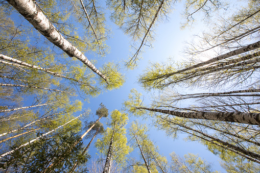 An upside view of the birch trees canopy and the emerald green emerging leaves with the blue sky background