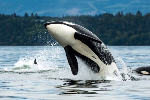 la orca de bigg saltando del mar en la isla de vancouver, canadá - ballena orca fotografías e imágenes de stock