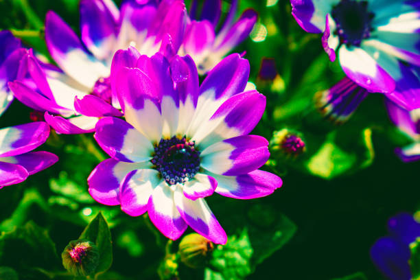 Purple, white and yellow flower on white studio background. Pansy Bloom plant