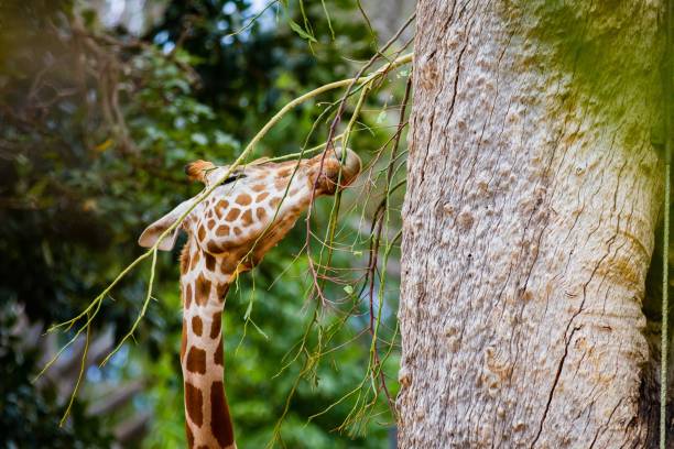 istock Portrait of a giraffe eating leaves from a tree 1438086402
