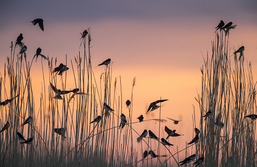 A group of migratory Barn Swallows preparing for communal roosting in reed bed against the sunset-colored sky