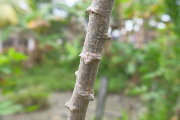 istock Close up of a cassava stem. 1438088140