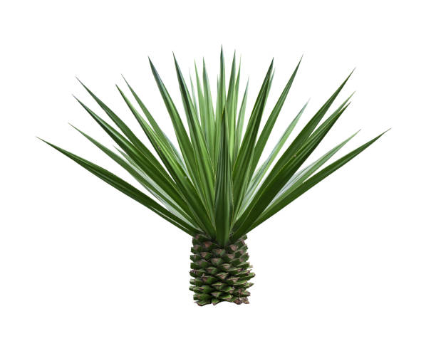 istock Agave plant isolated on white background.This has clipping path 1438088148