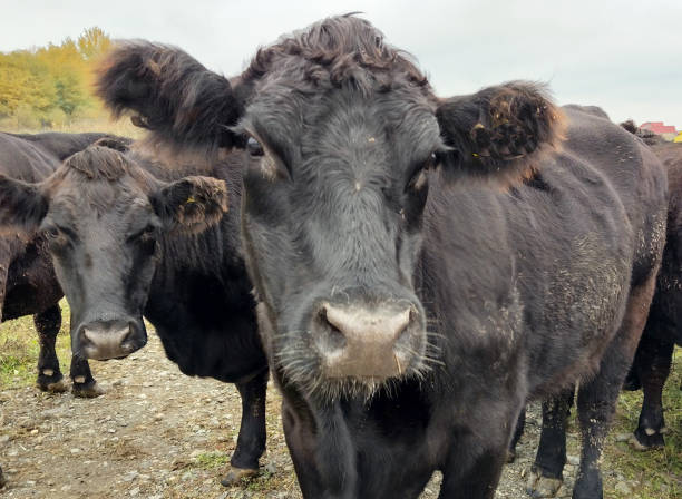 istock Herd of black Angus cows. Angus cows 1438088498