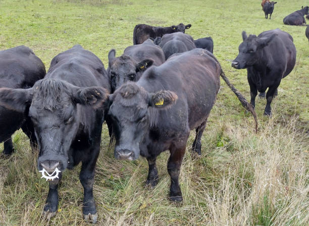 istock Herd of black Angus cows. Angus cows 1438088500
