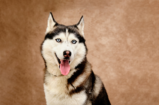 Purebred Siberian husky with beautiful eyes portrait close-up on vintage background.
