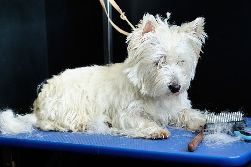 An uncombed West Highland White Terrier dog on a grooming table next to a tool and hair.