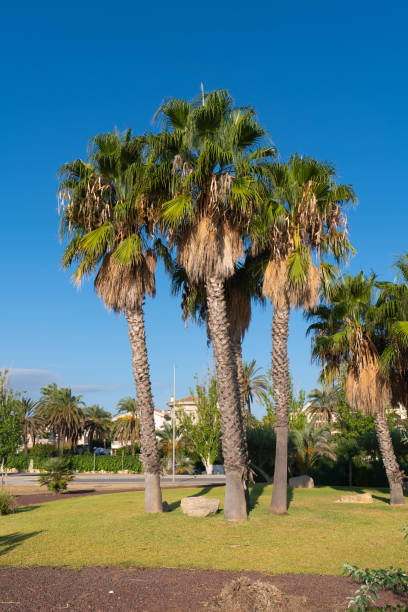 istock Park with palm trees L'Ampolla Spain Costa Dorada 1438090232