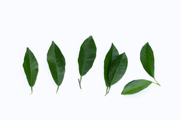 istock Citrus leaves on a white background. 1438090256
