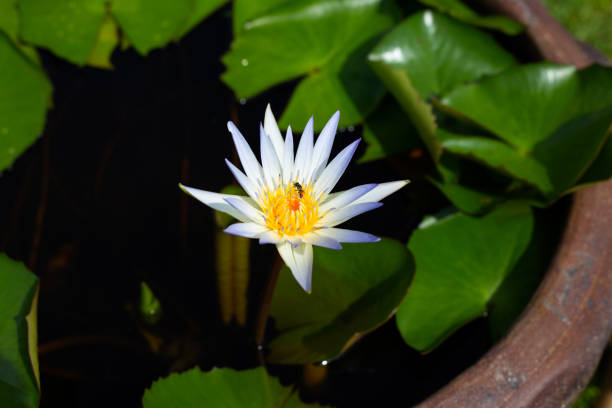 istock Nymphaea lotus flower with leaves, Beautiful blooming water lily 1438091495