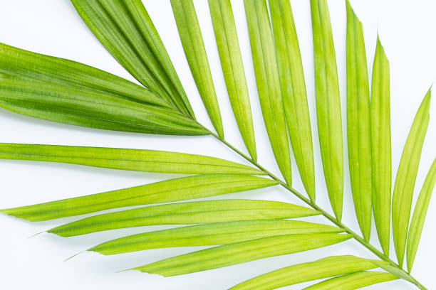 istock Green leaves of palm tree on white background. 1438091792