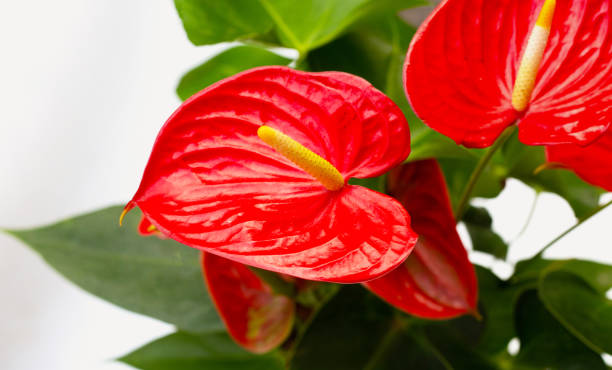 istock Flamingo flower or pigtail anthurium 1438092726